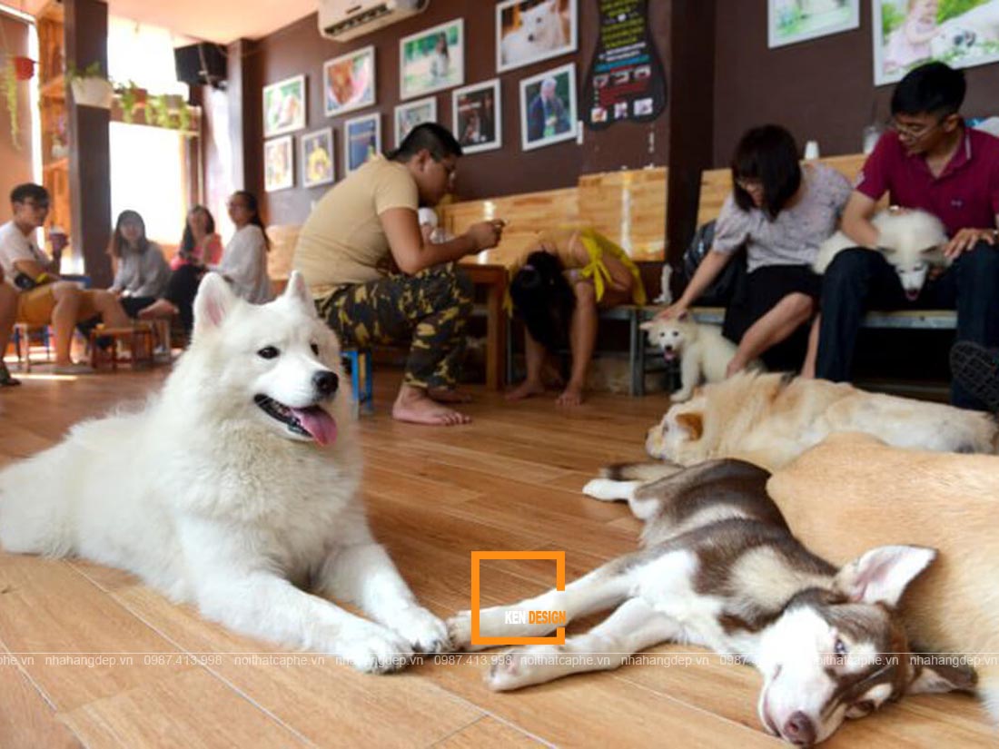 thiết kế quán cafe thú cưng